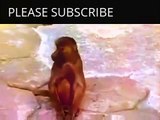 Funny Animals Videos Monkey | Funny Animals Monkey Videos | Funny Animals Videos