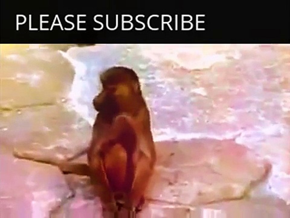 Funny Animals Videos Monkey | Funny Animals Monkey Videos | Funny Animals Videos