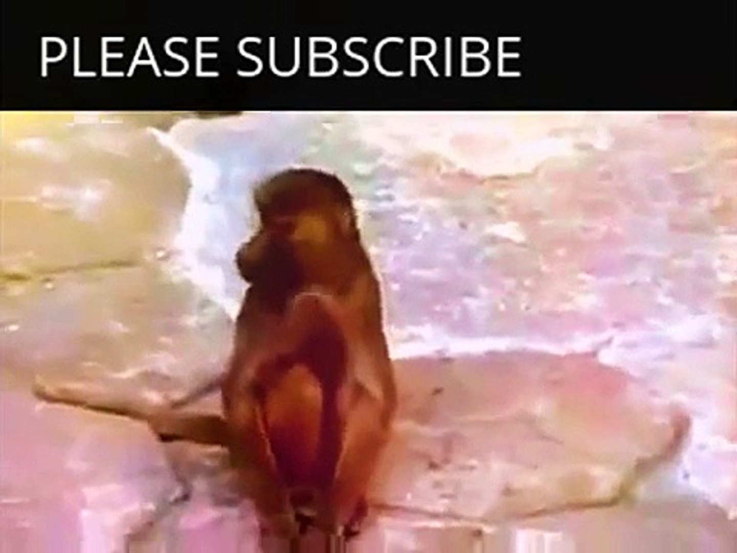 ⁣Funny Animals Videos Monkey | Funny Animals Monkey Videos | Funny Animals Videos