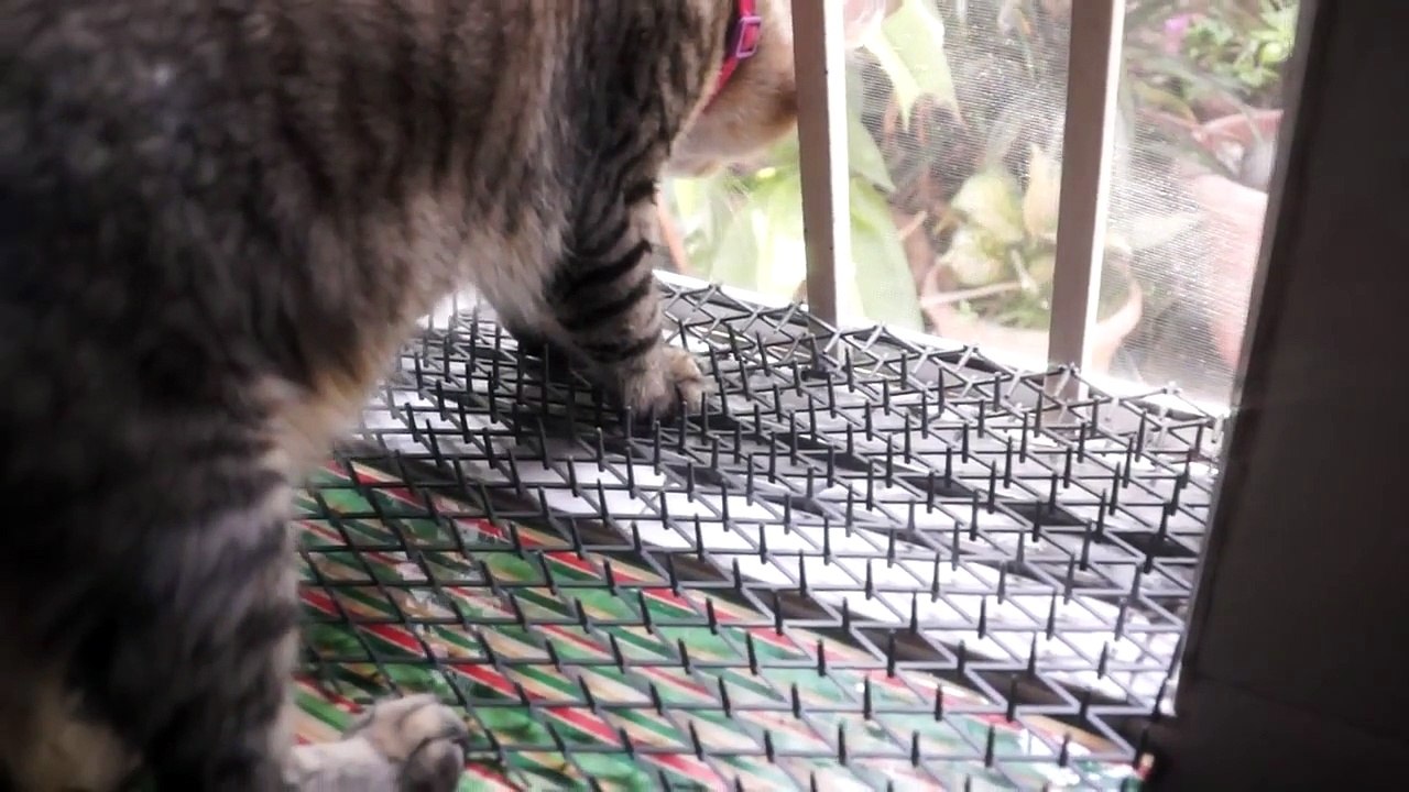 1408 07 - DAISO cat repellent fail - 00000 00001