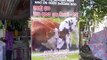Sri Lanka,ශ්‍රී ලංකා,Ceylon,Saving Cows from murder (01)
