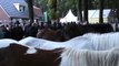 Vermagerde ponys Paardenmarkt Zuidlaren - Skinny pony's Horse Market Zuidlaren 2013