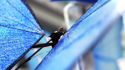Butterfly Drones - German Nano Drone Technology
