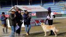 Mongolian Dog Show 2014. Mgl Retriever Club