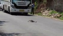 snake vs mongoose (nevla) fight