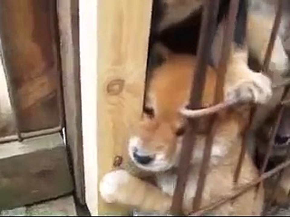 豆柴　秘密の扉・宝山荘幼稚園☆.wmv