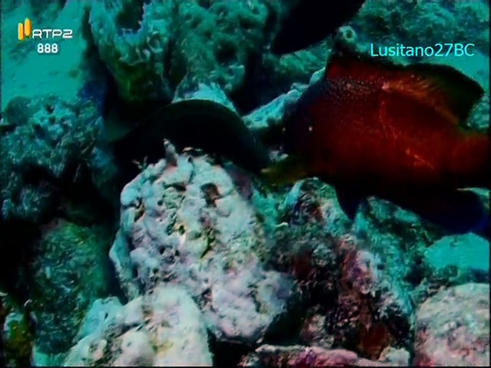 Mares e Oceanos - Los Roques (Venezuela) - RTP2