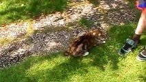 Lustige Katze ist verrückt nach Wasser