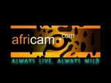 Africam Sights and Sounds