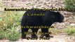 Schwarzbaeren,  Black Bears, Ours Noir, Laurentides - Canada HD Travel Channel