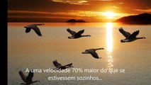 Video motivacional - O Vôo dos Gansos