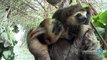 Slothified! CI Visits a Sloth Sanctuary in Suriname | Conservation International (CI)