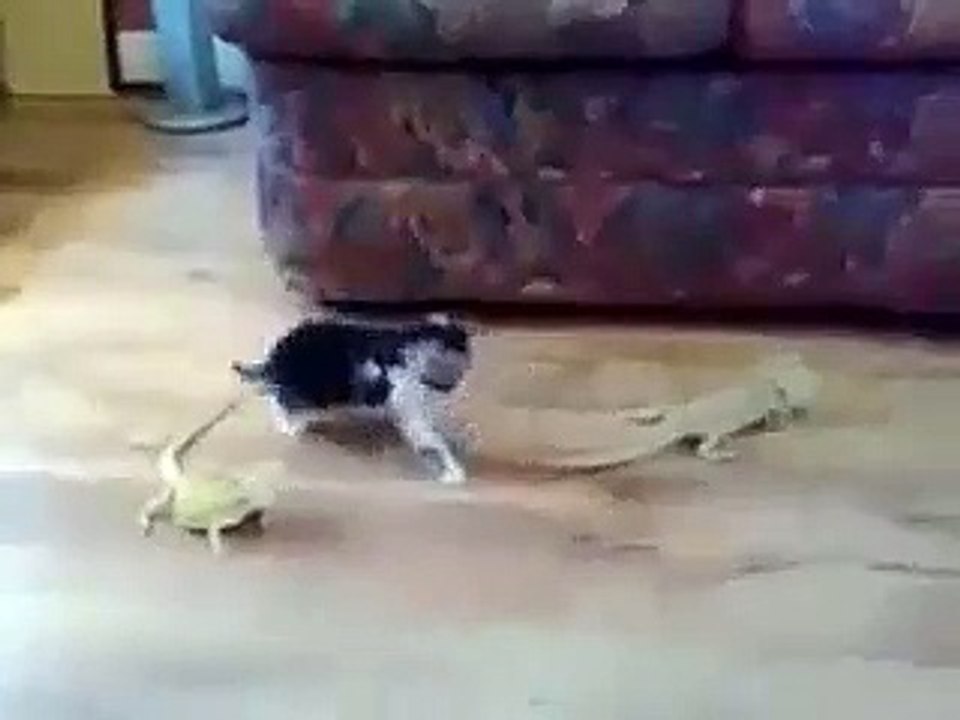 Funny Video Cat Fight