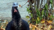 SASY Turkey Gang - my, how they've grown!