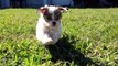 Tiny Malshi Maltese/Shih Tzu pups for sale Florida