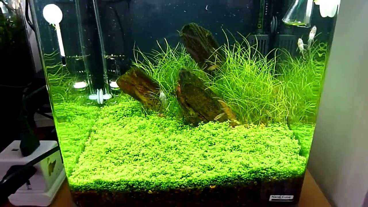 Nano planted tank with celestial pearl danio(galaxy rasboras)