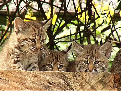 Редкие рысята показались публике в зоопарке Мехико
