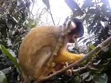 Squirrel Monkey tries to steal phone at ZSL London Zoo