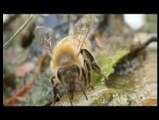 Il miele di Manuka MGO™ spiegato dalla scienza