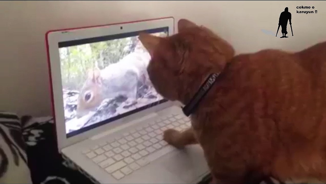 ekrandan kaybolan sincabi laptopun arkasinda arayan kedi.