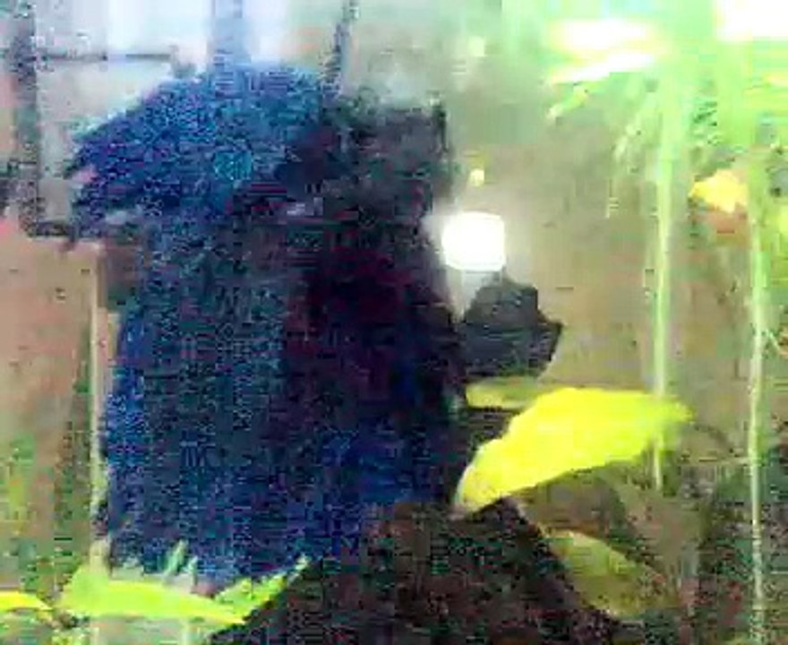 Dwarf/Pygmy Puffer Fish and Siamese Fighting Fish (betta)