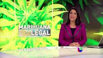 En busca de la legalización de marihuana en Florida -- Noticiero Univisión