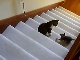 Cat Stiff-arms Kitten on Stairs