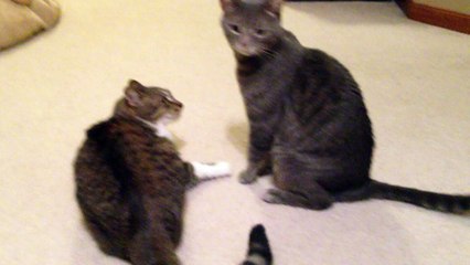 Cat vs. Cat Face Off