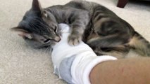Gary attacking - biting my sock, then attacking Felix
