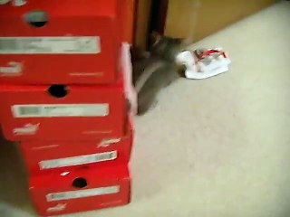 Gary the kitten is feeling better - part 2