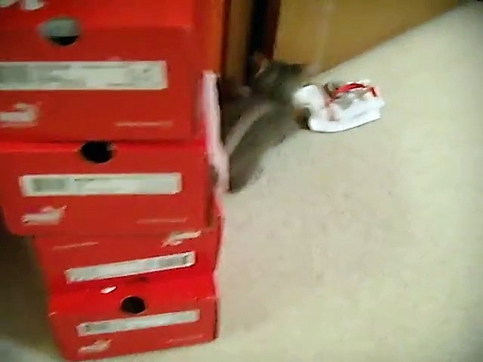 Gary the kitten is feeling better - part 2