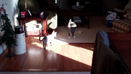 Kitten tackles Cat again and again...