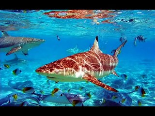 NELSON NED - DOMINGO A TARDE