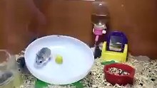 Хомяки веселятся!