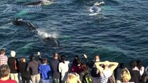 Magical Close Encounter with Six Whales! - Sea World Whale Watch