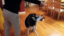 Cute Husky Puppy (7 months old) Play Dead and Other Tricks