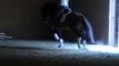 Sirocco Oldenburg stallion