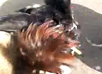 VID-20150823-WA0005.3gp