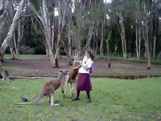 Lozza attacked by worlds deadliest animal... a kangaroo