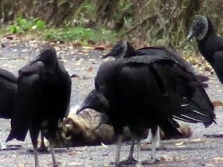 Black Vultures