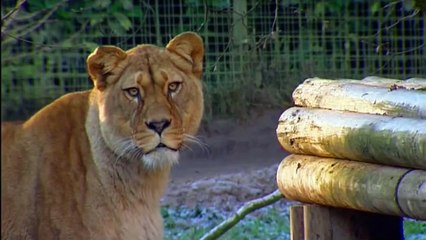 Barbary Lions Facts