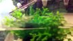 Soft shell turtle & red ear slider aquarium tank setup