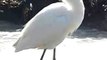 Snowy egret fluffs feathers