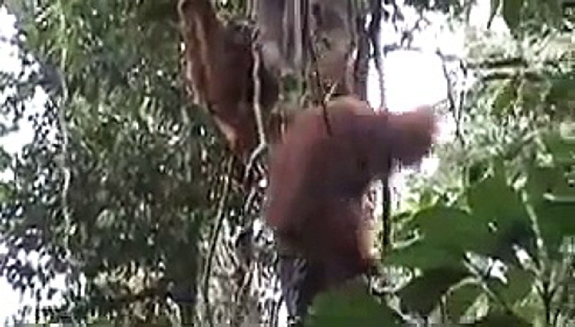 Semenggok Orangutan Sarawak Malaysia 08