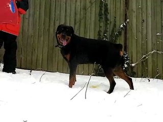 Rottweiler playing with boys in the snow