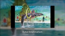 Finding Places To Visit In Dubai? – Dubai Dolphinarium
