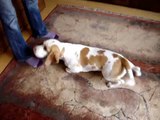 Sztuczki beagle Snoopy beagle tricks