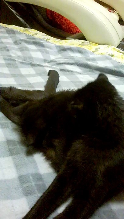 ласковая мама кошка и котенок