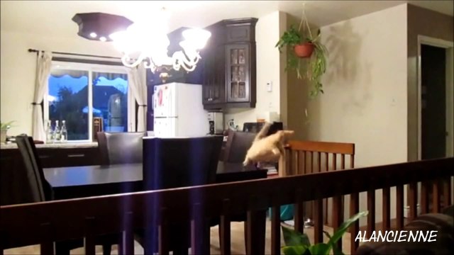 compilation epic fail chute et gamelle ## meilleur moment