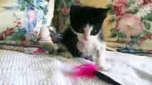 Injured kitty plays after leg amputation